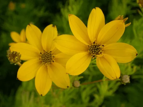 Coreopsis verticillata