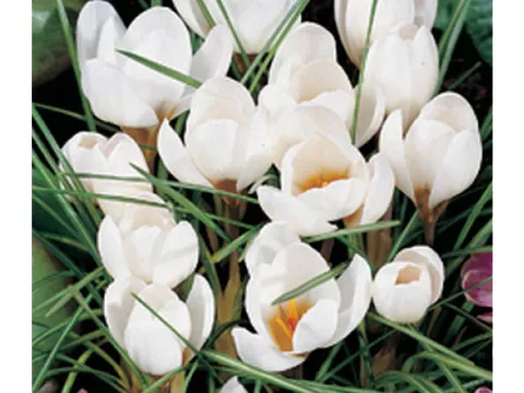 Crocus bot. 'Art Schenk'