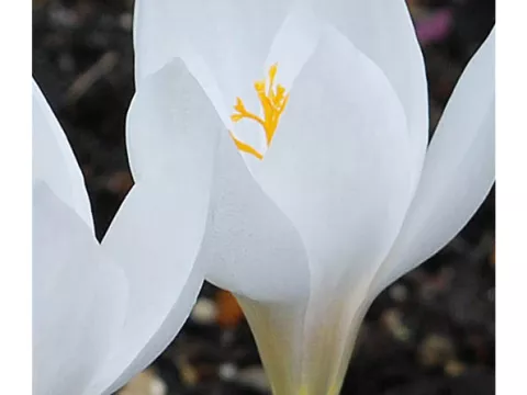 Crocus 'Albus Zonatus'