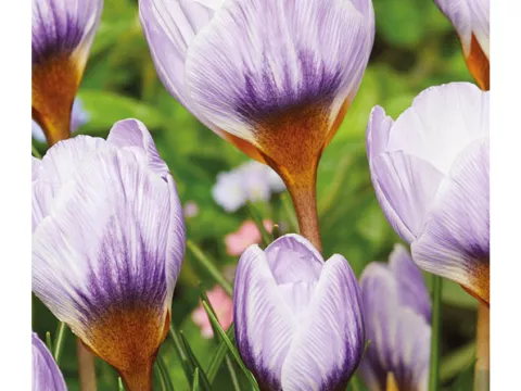 Crocus bot. 'Blue Marlin'