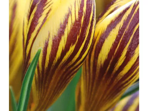 Crocus bot. 'Gipsy Girl'