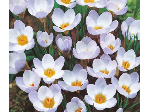 Crocus bot. 'Blue Pearl'