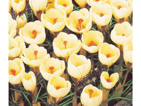 Crocus bot. 'Cream Beauty'