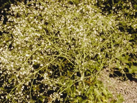 Crambe cordifolia