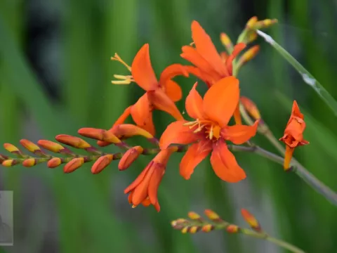 Crocosmia crocosmiiflora
