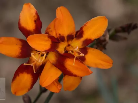 Crocosmia hybr. 'Emily McKenzie'