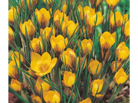 Crocus bot. 'Fuscotinctus'