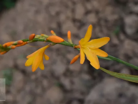 Crocosmia hybr. 'George Davidson'