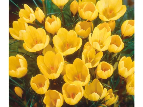 Crocus bot. 'Goldilocks'