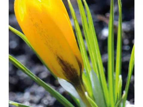 Crocus bot. 'Korolkowii'