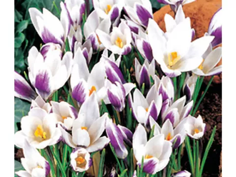 Crocus bot. 'Lady Killer'