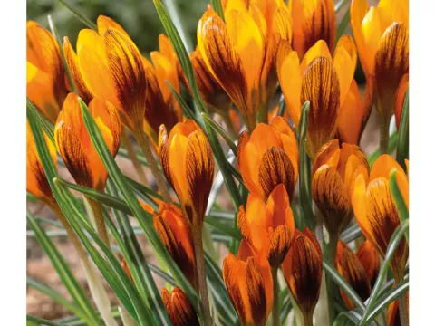 Crocus bot. 'Oranje Monarch'