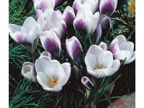 Crocus bot. 'Prins Claus'
