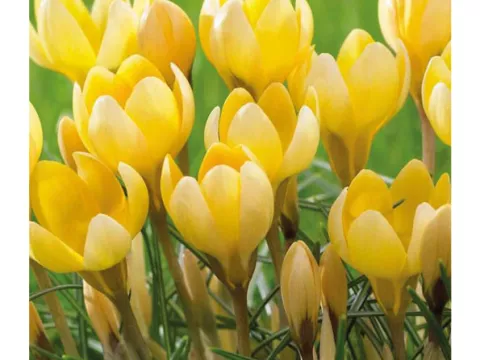 Crocus bot. 'Romance'