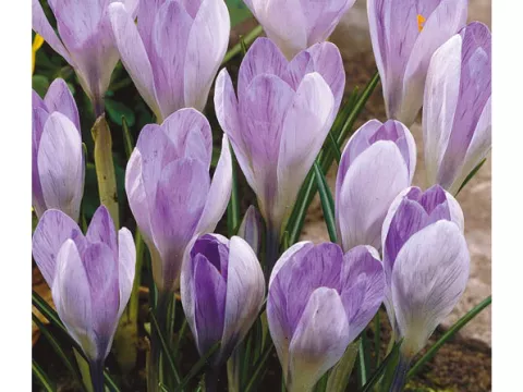 Crocus bot. 'Tommasinianus'