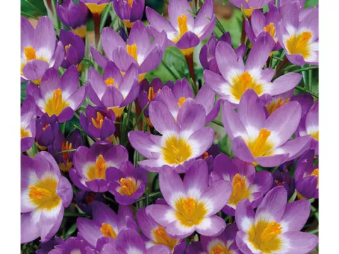 Crocus bot. 'Tricolor'