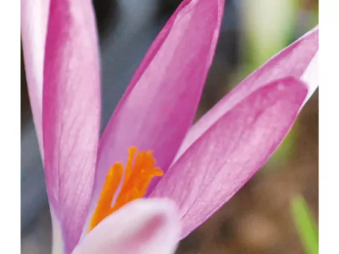 Crocus bot. 'Tommasinianus Roseus'