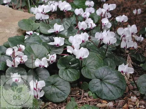 Cyclamen coum 'Alba'
