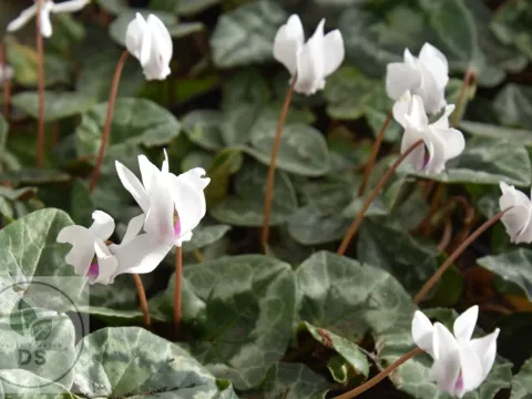Cyclamen hed. 'Alba'