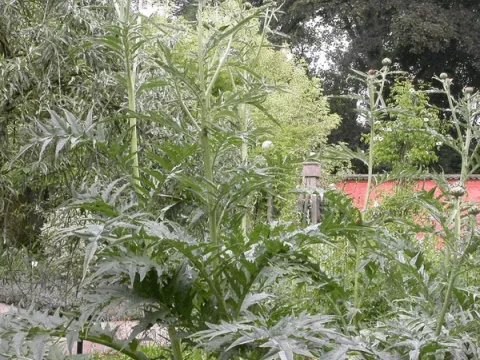 Cynara cardunculus  (sierartisjok)