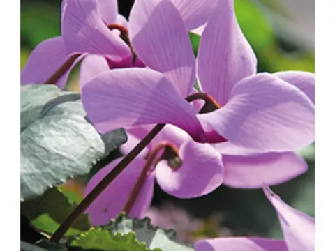 Cyclamen cilicum