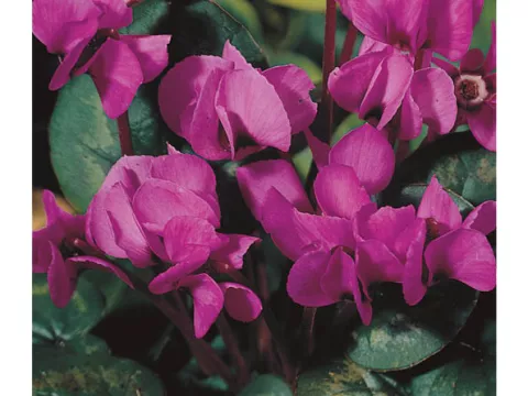 Cyclamen coum