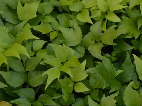 Cyrtomium falcatum (ijzervaren)