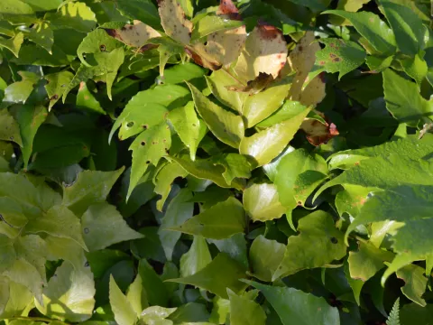 Cyrtomium fortunei (sikkelvaren)