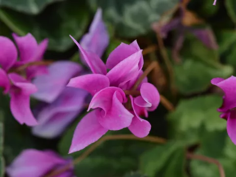 Cyclamen hederifolium (='Rosenteppich')