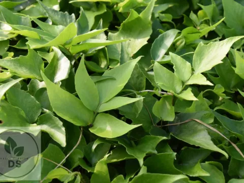 Cyrtomium macrophyllum (grootbladige ijzervaren)