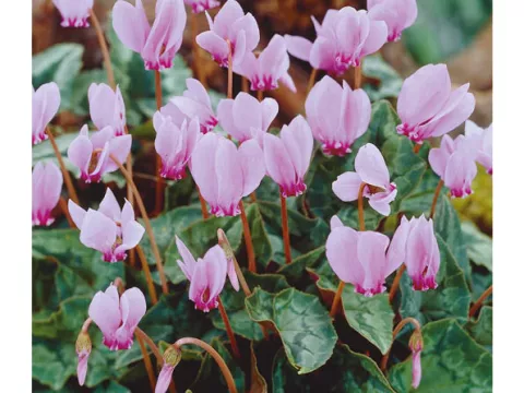 Cyclamen hederifolium 'Neapolitanum'