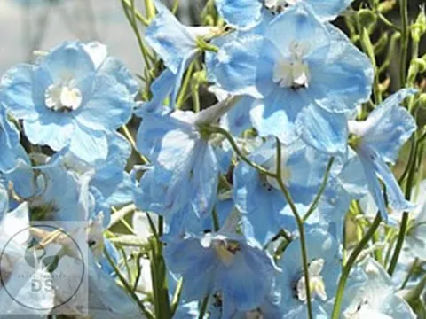 Delphinium (B) 'Ballkleid'