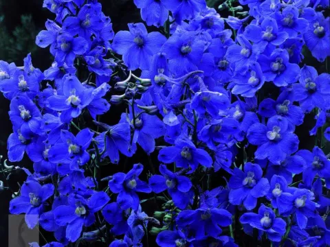 Delphinium (B) 'Bellamosum'
