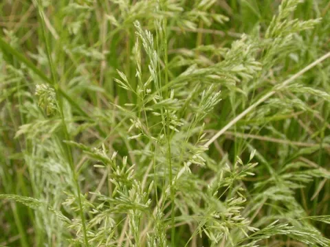 Deschampsia cespitosa