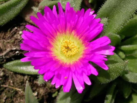 Delosperma cooperi