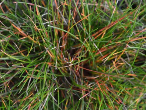 Deschampsia flexuosa