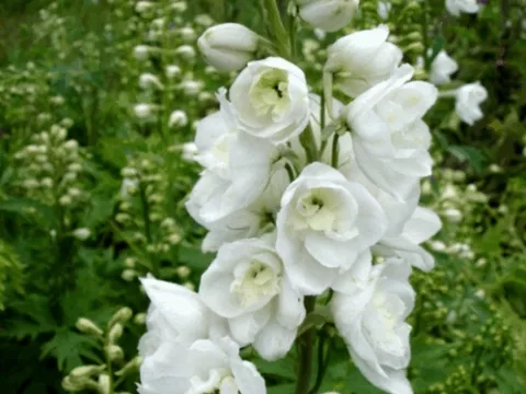 Delphinium (P) 'Galahad'