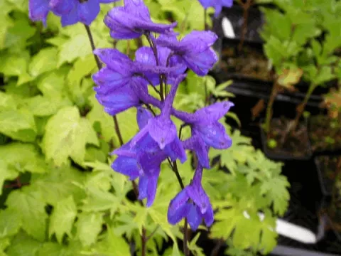 Delphinium grand. 'Blue Butterfly'