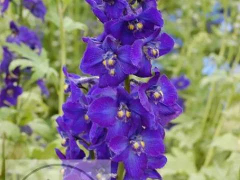 Delphinium (B) 'Kleine Nachtmusik'