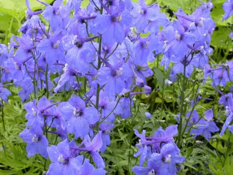Delphinium (B) 'Piccolo'