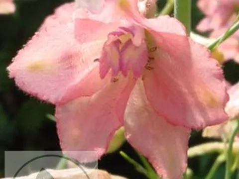 Delphinium x ruysii 'Pink Sensation'