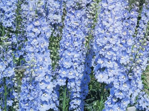 Delphinium (P) 'Summer Skies'