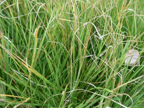 Deschampsia cesp. 'Tautraeger'