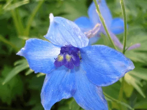 Delphinium (B) 'Voelkerfrieden'