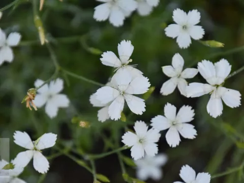 Dianthus delt. 'Albiflorus'