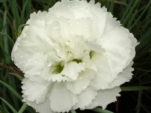 Dianthus (P) 'Albus Plenus'