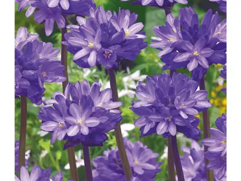 Dichelostemma congestum