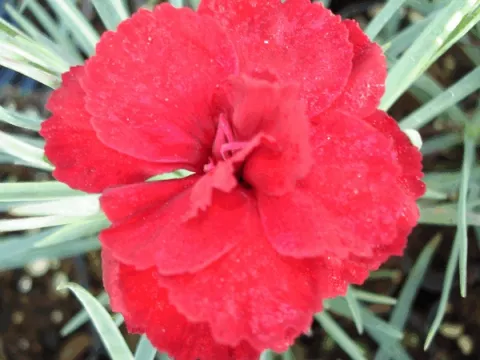 Dianthus (P) 'David'