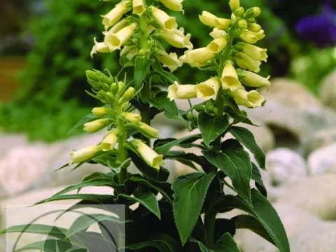 Digitalis grand. 'Dwarf Carillon'