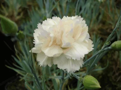 Dianthus (P) 'Devon Cream'